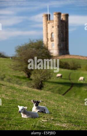 La molla agnelli al di sotto della Torre di Broadway, Broadway, Cotswolds, Worcestershire, England, Regno Unito, Europa Foto Stock