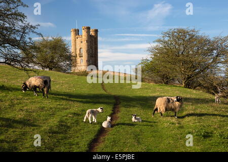 Pecore e agnelli al di sotto della Torre di Broadway, Broadway, Cotswolds, Worcestershire, England, Regno Unito, Europa Foto Stock