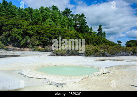 Geoactive piscina termale, Wai-O-Tapu Thermal Wonderland, Waiotapu, Isola del nord, Nuova Zelanda, Pacific Foto Stock