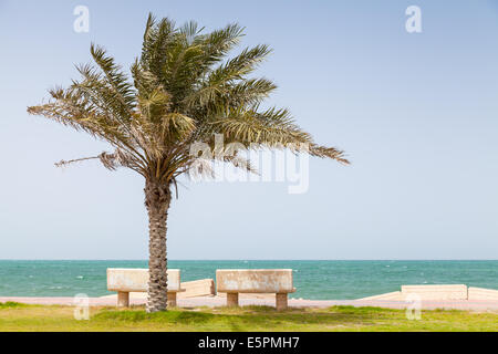 Palm sulla costa del Golfo Persico, Arabia Saudita Foto Stock