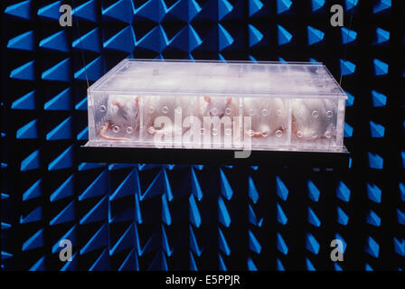 La misurazione degli effetti delle radiazioni su ratti in una camera anecoica. Foto Stock