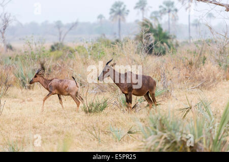 Due comuni tsessebe, Damaliscus lunatus, nella macchia a l'Okavango Delta, Botswana Foto Stock