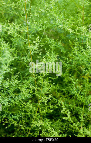 Artemisia (Artemisia vulgaris). Foto Stock