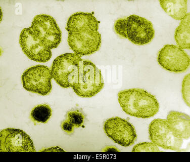 Micrografia elettronica di Neisseria gonorrhoeae, un aerobico gram-negativi, batterio responsabile per le Malattie Sessualmente Trasmesse Foto Stock