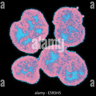 Colore esaltato micrografia elettronica di Neisseria gonorrhoeae, un aerobico gram-negativi, batterio responsabile per la sessualmente Foto Stock