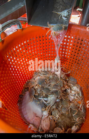 Catture accessorie come piccoli pesci e granchi ordinati nel cesto in plastica su Gamberi di pesca dalla barca per i gamberetti grigi del Mare del Nord Foto Stock