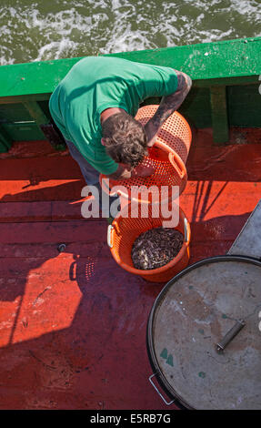 Pescatore che lavora a bordo di gamberi di pesca dalla barca per i gamberetti grigi del Mare del Nord Foto Stock
