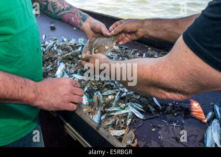 Pescatori di gamberi di smistamento da catture accessorie a bordo della barca da gamberetti la pesca di scampi nel Mare del Nord Foto Stock