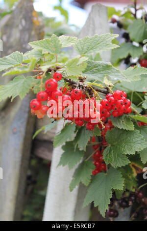 Rosso dolce sorta di Giardino bacche Ribes sulla boccola Foto Stock