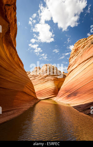 L'Onda, Arizona. Riflessioni e sorprendente che scorre rock formazione nel deserto roccioso, Paria Canyon Vermillion Cliffs Wilderness Foto Stock