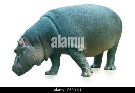 Ippopotamo isolati su sfondo bianco Foto Stock