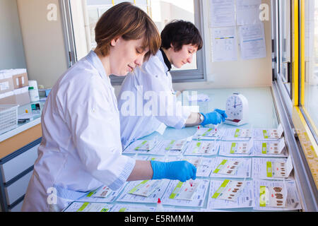 Hemoccult test in laboratorio. Foto Stock