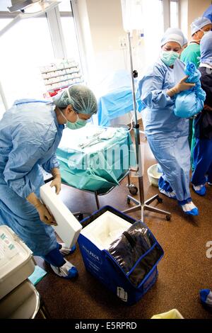 Rimozione parziale di un fegato da un donatore vivente per laparoscopia per un trapianto, qui, innesto di partenza per il trapianto Foto Stock