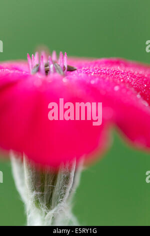 Rose Campion, Crown Rosa, Mullein rosa (Lychnis coronaria, Silene coronaria) Caryophyllaceae, close-up, macro. Foto Stock