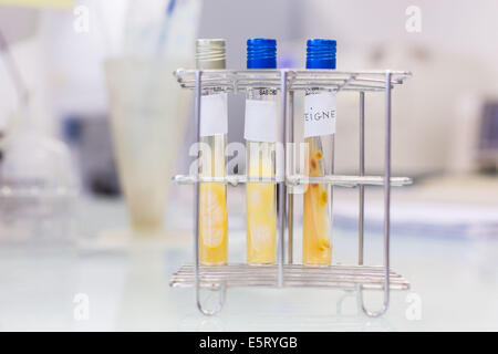 Il Trichophyton cultura in tubi di prova, laboratorio di microbiologia. Foto Stock