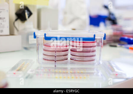 Capsule di Petri in un laboratorio di microbiologia. Foto Stock