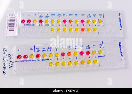 Prova batterica di micoplasma urogenitale. Foto Stock