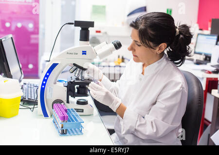 Tecnico femminile utilizzando un microscopio a luce per lo studio di striscio di sangue in un laboratorio di analisi mediche Foto Stock