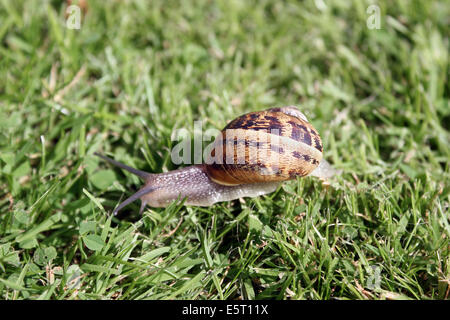 Giardino - lumaca mollusco (cornu aspera) Foto Stock