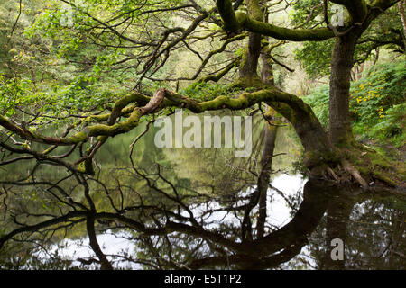 Alberi a sbalzo a Guisecliff Tarn ponte Pateley North Yorkshire, Inghilterra Foto Stock