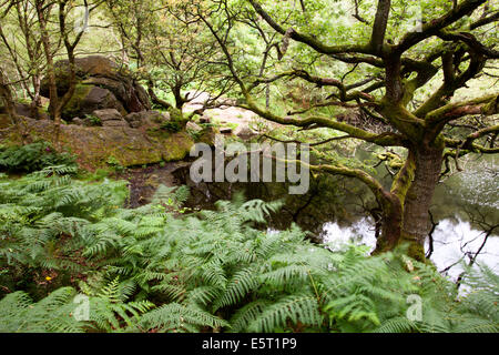 Rock Tree e Bracken a Guisecliff Tarn ponte Pateley North Yorkshire, Inghilterra Foto Stock