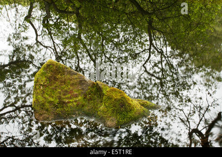 Mossy Rock e riflessioni ad albero in Guisecliff Tarn ponte Pateley North Yorkshire, Inghilterra Foto Stock