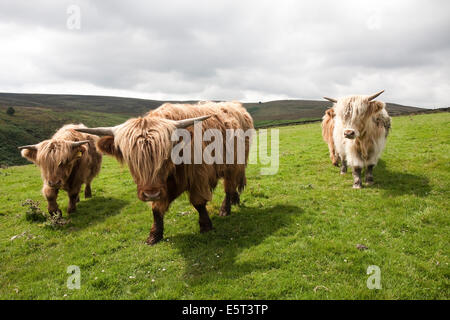 Highland bovini in un campo dominato da Top Withens, suppone impostazione per Wuthering Heights di Emily Bronte del romanzo Foto Stock