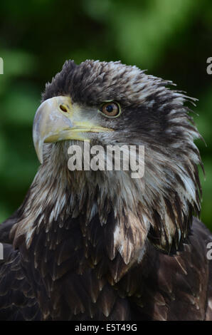 Giovane aquila calva Foto Stock