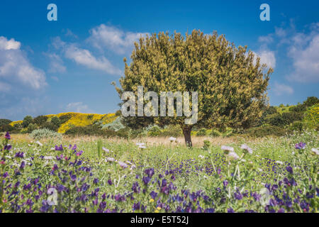 Il leccio (Quercus ilex) è una specie della famiglia di faggio (Fagaceae). Il leccio è nativo per l'area mediterranea. Foto Stock