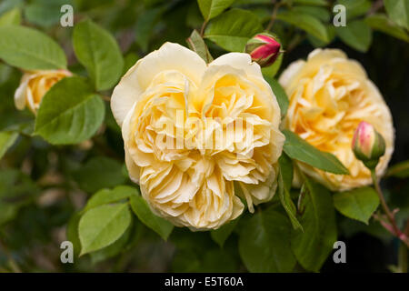 Rosa "Teasing Georgia" . Giallo rosa rampicante in un giardino inglese. Foto Stock
