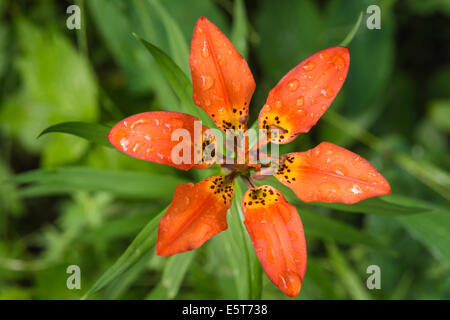 Western wood lily, Lilium philadelphicum, crescente lungo un sentiero di bosco in Clifford Lee Area Naturale, Alberta Foto Stock