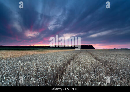sunset sky over wheat field in summer Foto Stock
