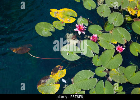 Fioritura di ninfee galleggianti su stagno nella zona est di Londra Foto Stock