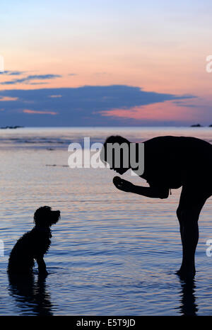 Cockapoo cucciolo di essere addestrato a sedersi Foto Stock