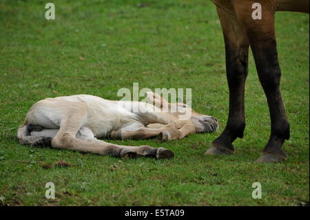 Cavallo di Przewalski con puledro sul prato. Foto Stock