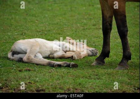 Cavallo di Przewalski con puledro sul prato. Foto Stock