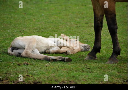 Cavallo di Przewalski con puledro sul prato. Foto Stock