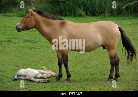 Cavallo di Przewalski con puledro sul prato. Foto Stock