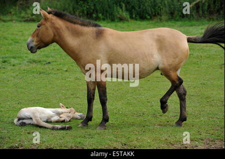 Cavallo di Przewalski con puledro sul prato. Foto Stock