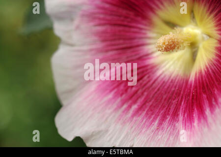 Fiore Hollyhock closeup Foto Stock