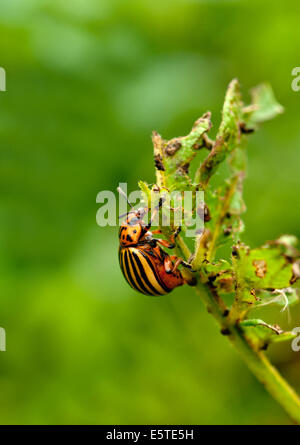 Colorado beetle su potato leaf Foto Stock