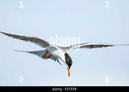 Tern comune in volo sopra una zona umida prateria Foto Stock
