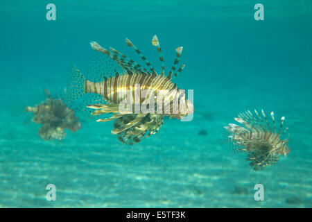 Lion pesce nuotare sotto l'acqua Foto Stock