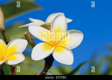 Fiori di plumeria closeup su sfondo blu Foto Stock