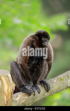 Humboldt's lanosi scimmia o marrone lanosi scimmia (Lagothrix lagotricha), captive, Germania Foto Stock