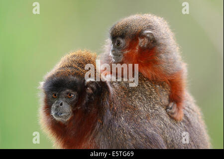 Titi ramato scimmie o Red Titi scimmie (Callicebus cupreus), femmina con giovani, captive, Germania Foto Stock