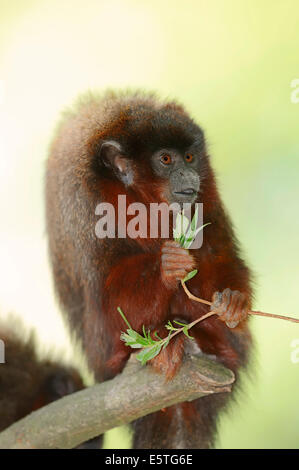 Ramato scimmia Titi o rosso scimmia Titi (Callicebus cupreus), captive, Germania Foto Stock