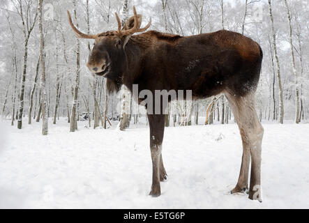 Elk o Alce (Alces alces alces), Bull alci, in inverno, captive, Germania Foto Stock