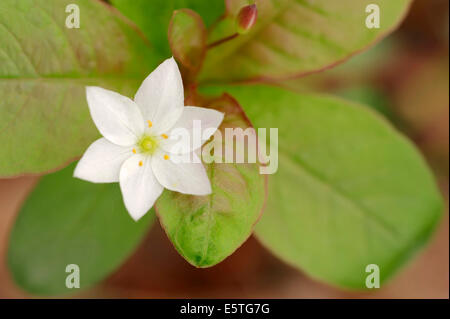 Chickweed Wintergreen o Starflower artico (Trientalis europaea), fiore, Renania settentrionale-Vestfalia, Germania Foto Stock