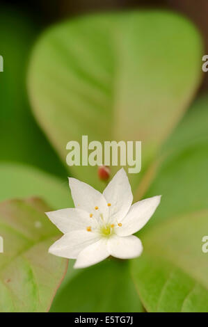 Chickweed Wintergreen o Starflower artico (Trientalis europaea), fiore, Renania settentrionale-Vestfalia, Germania Foto Stock